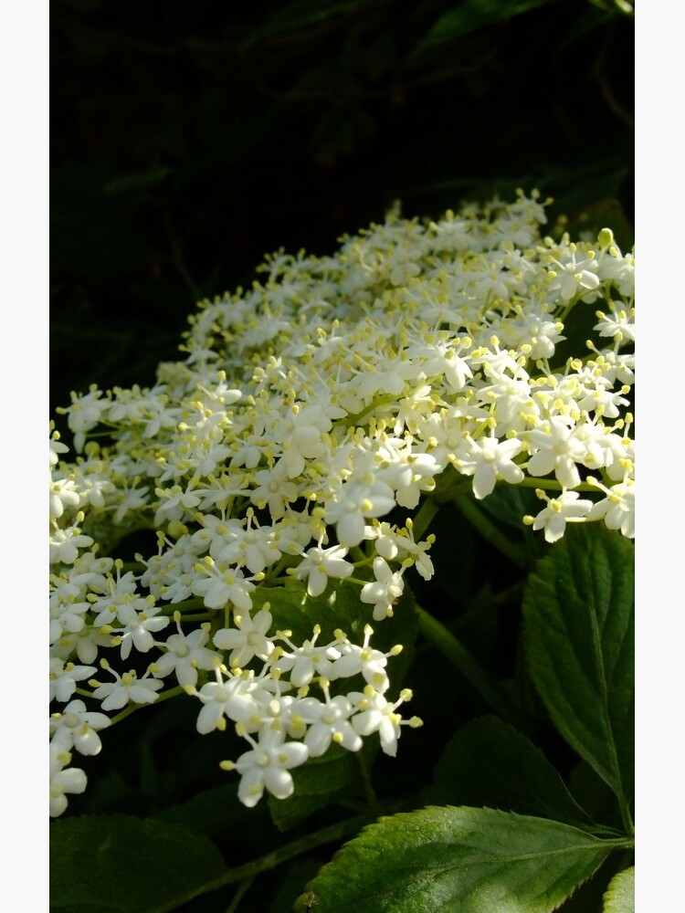 Elder by IOMWildFlowers
