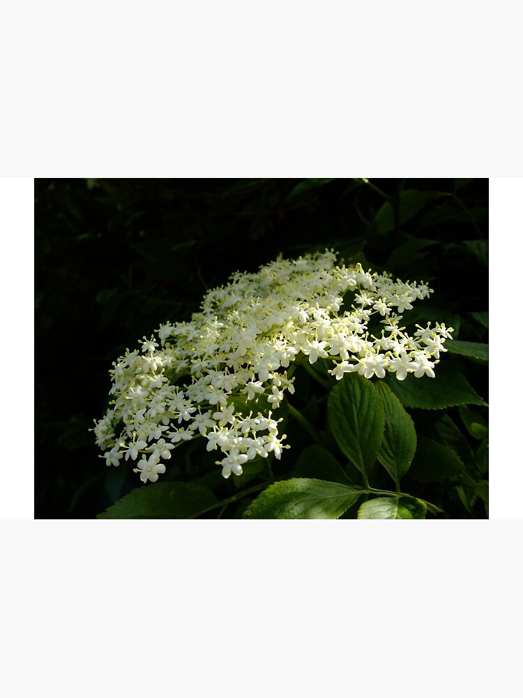 Elder by IOMWildFlowers