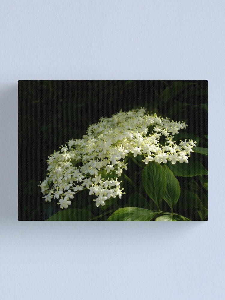 Alternate view of Elder Canvas Print