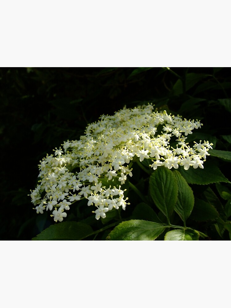 Elder by IOMWildFlowers