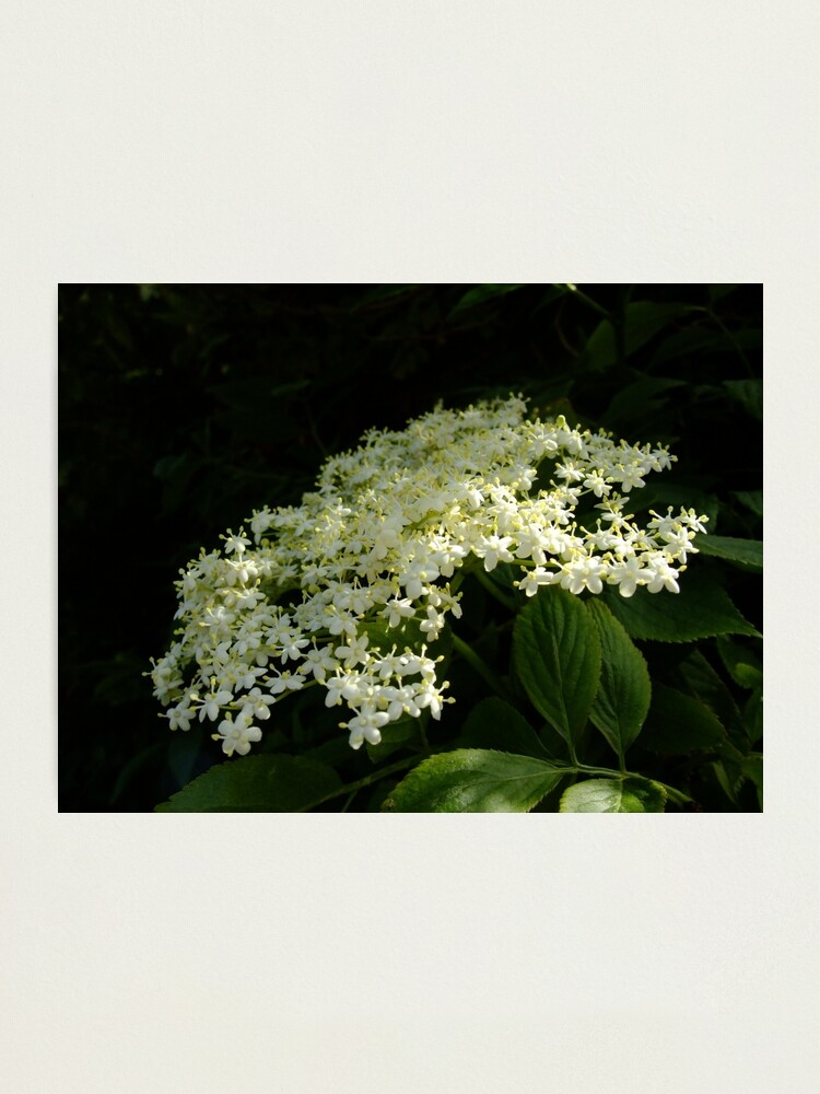 Alternate view of Elder Photographic Print