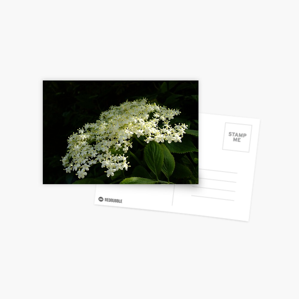 Elder Postcard