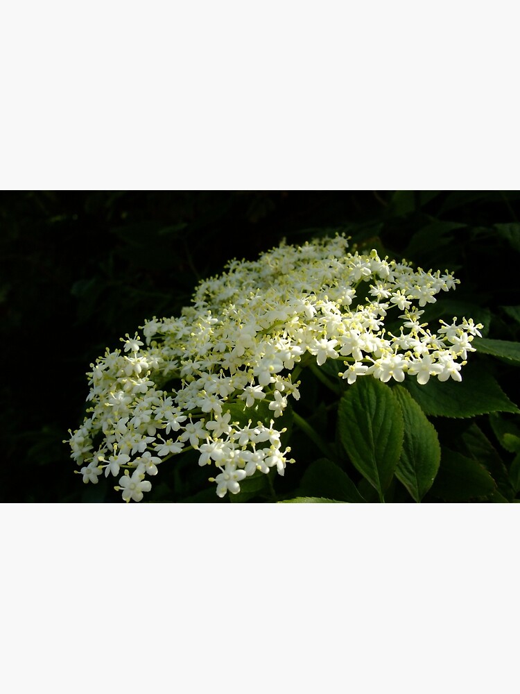Elder by IOMWildFlowers