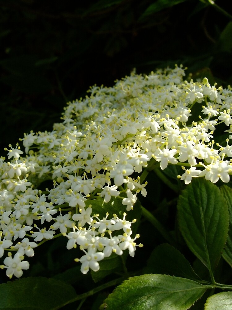 Elder by IOMWildFlowers