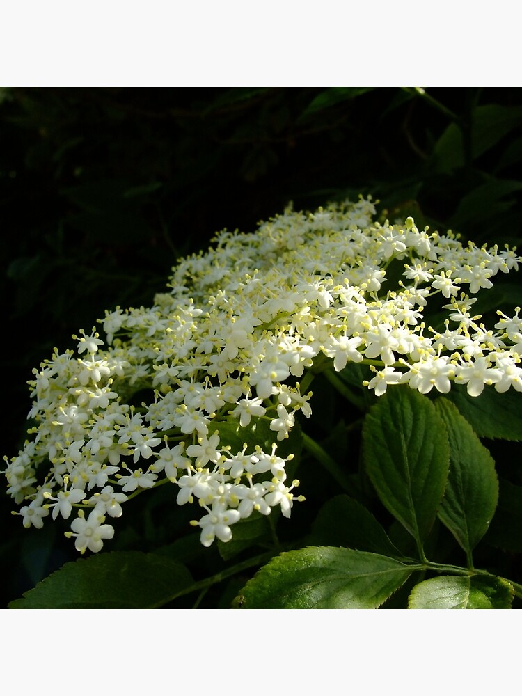 Elder by IOMWildFlowers