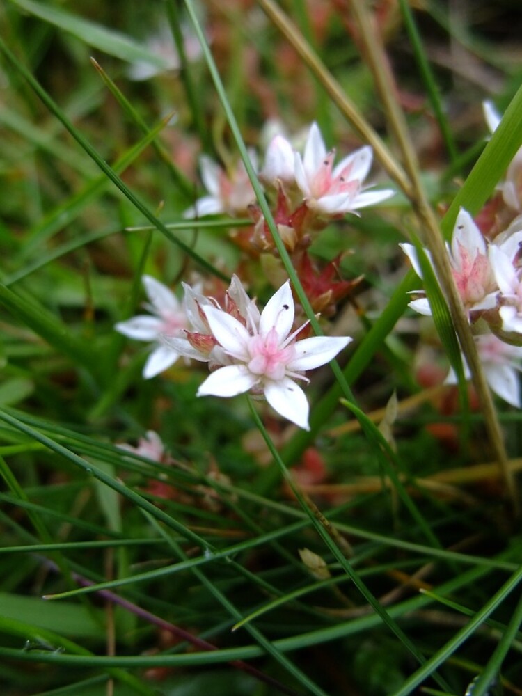 English stonecrop by IOMWildFlowers