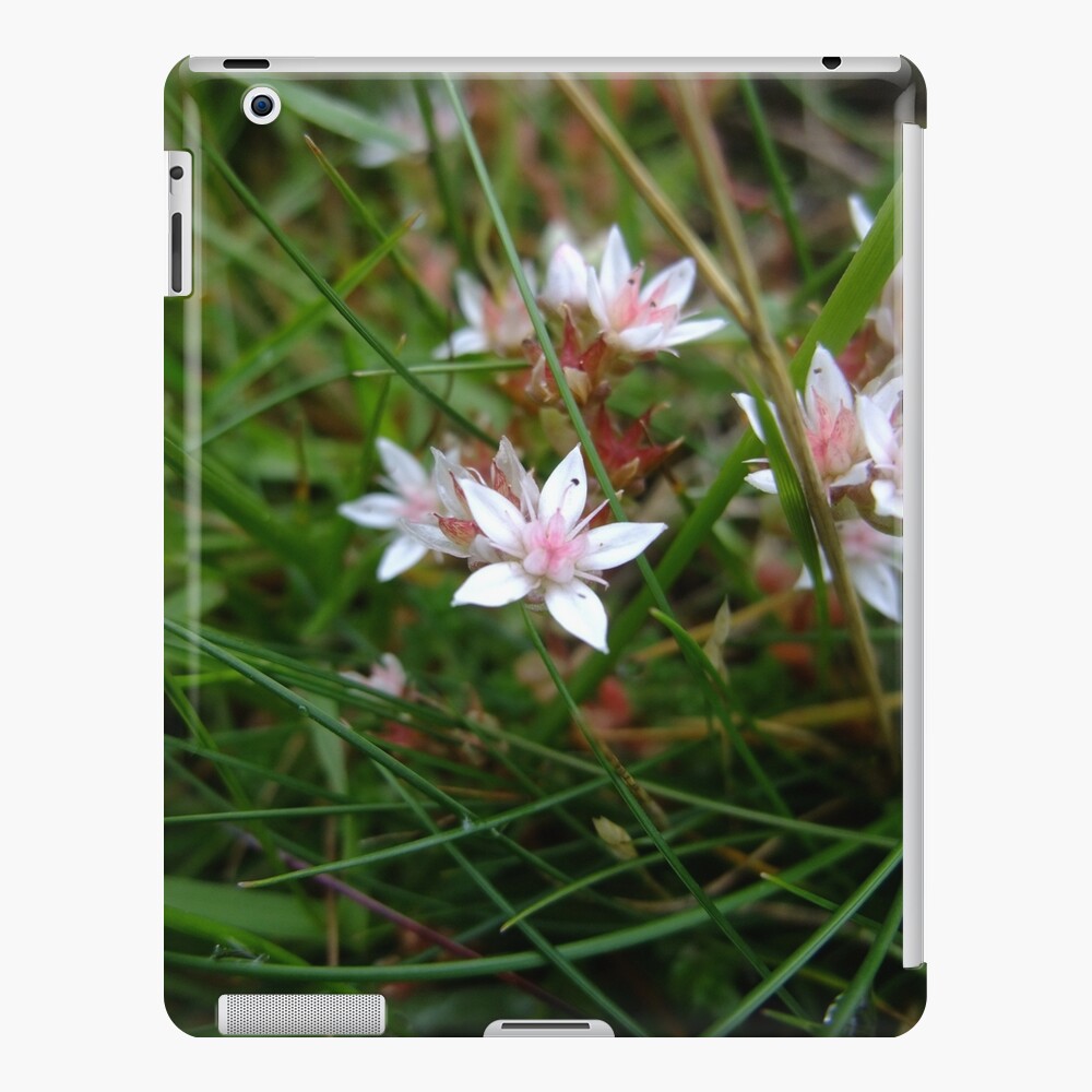 English stonecrop iPad Case & Skin