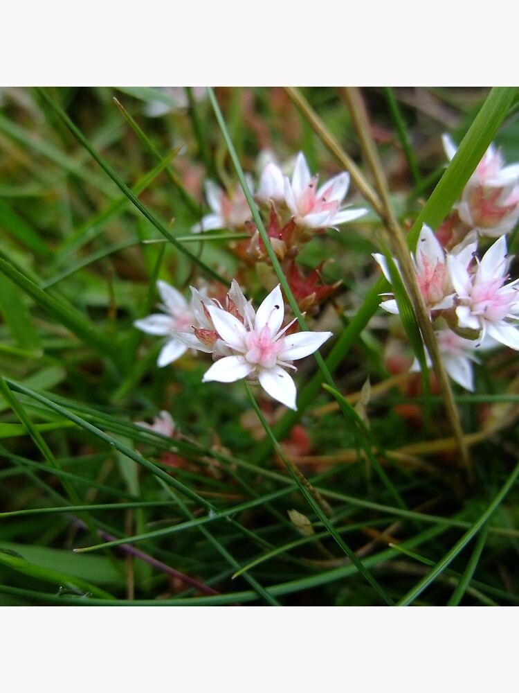 English stonecrop by IOMWildFlowers