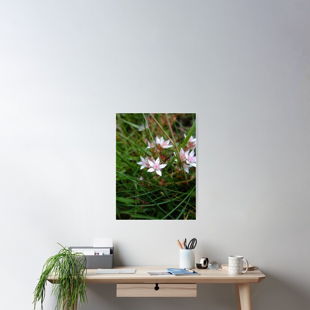 English stonecrop Poster