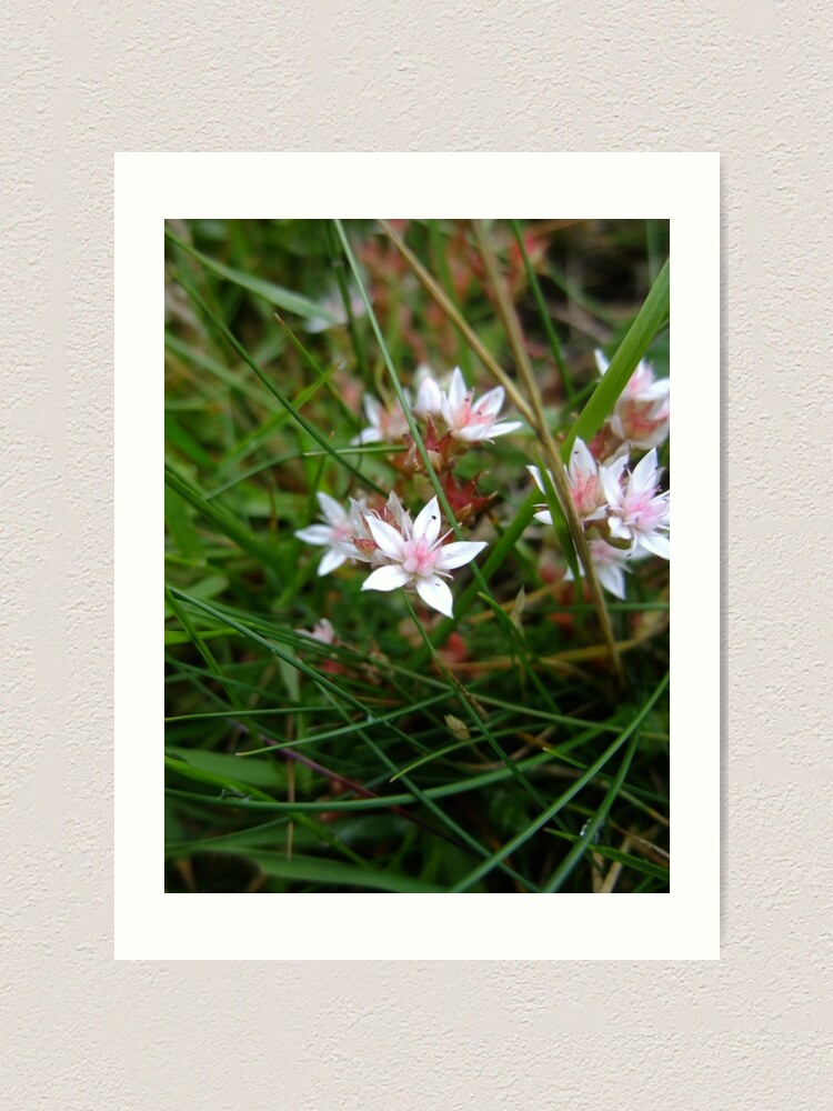 Alternate view of English stonecrop Art Print