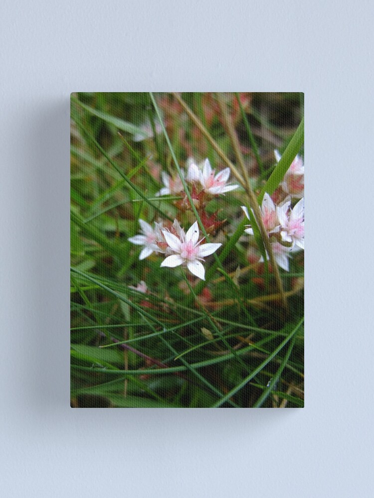 Alternate view of English stonecrop Canvas Print