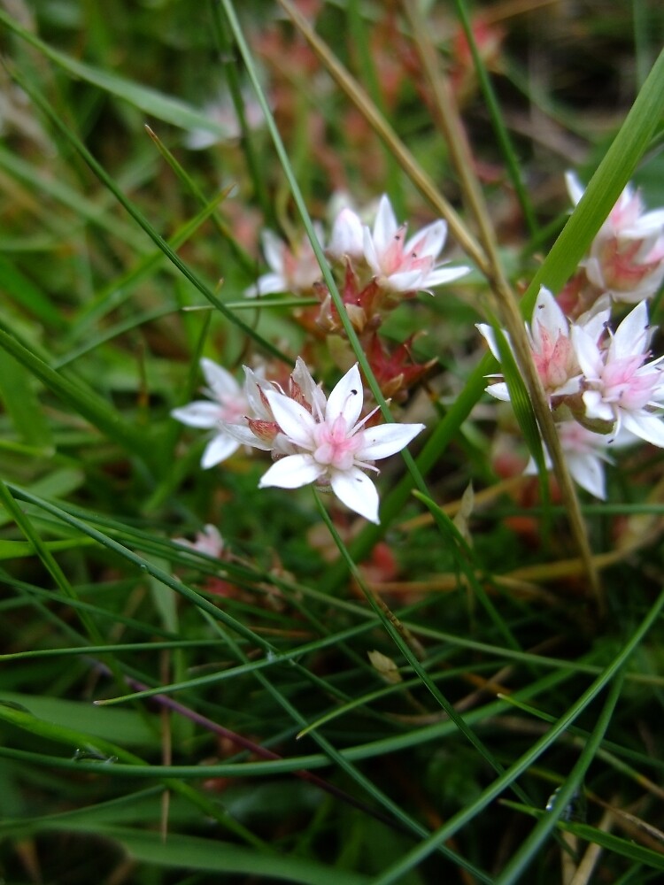 English stonecrop by IOMWildFlowers