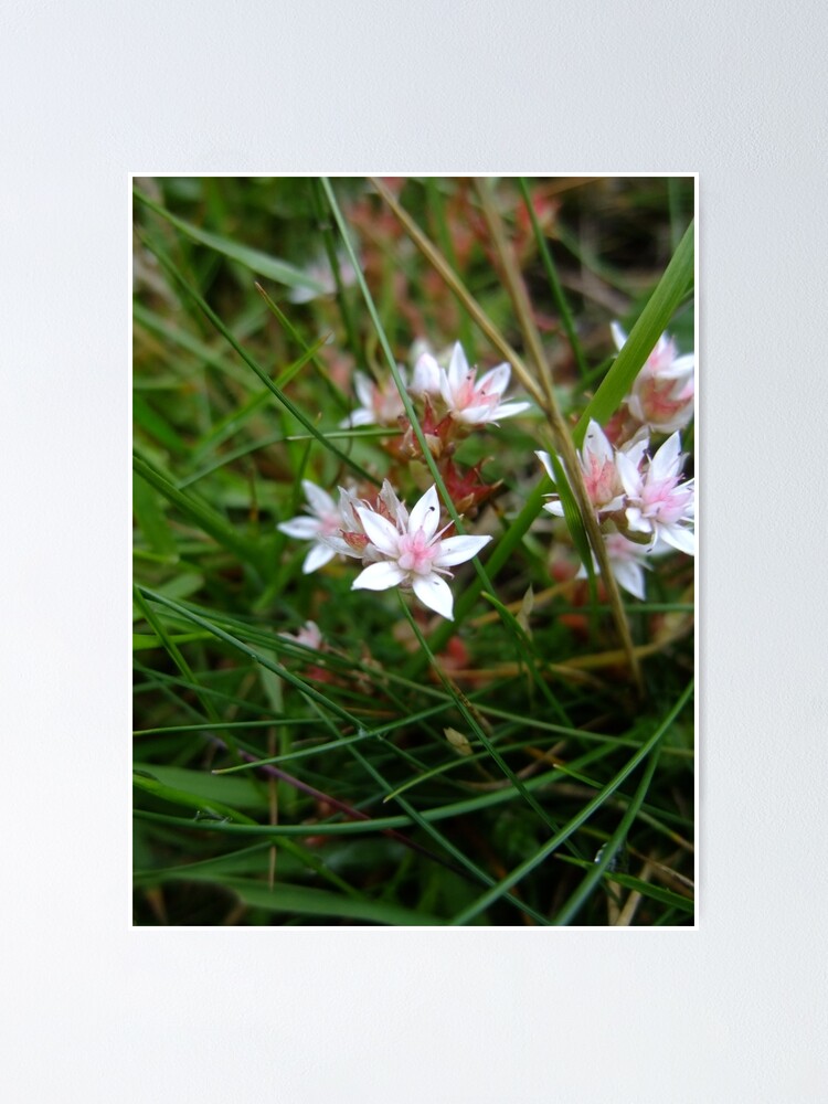 Alternate view of English stonecrop Poster
