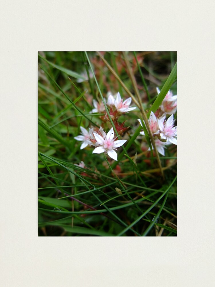 Alternate view of English stonecrop Photographic Print