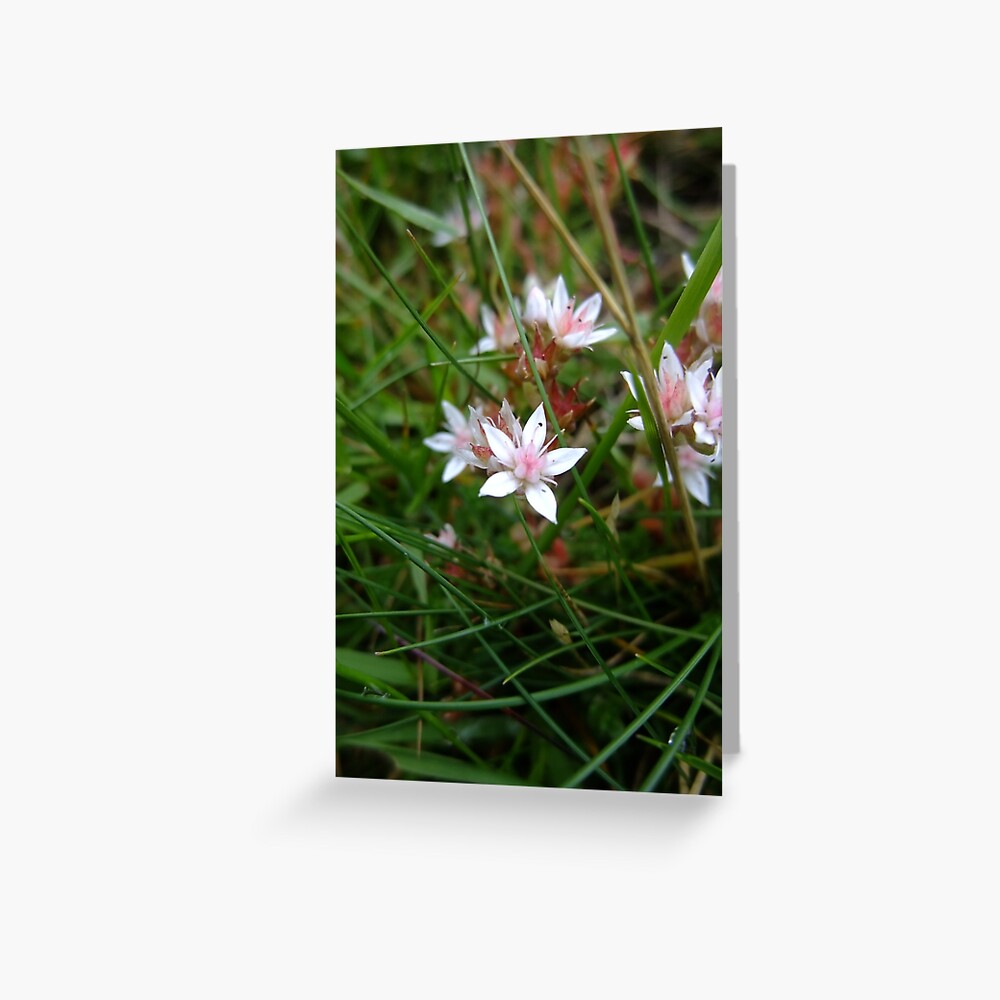 English stonecrop Greeting Card