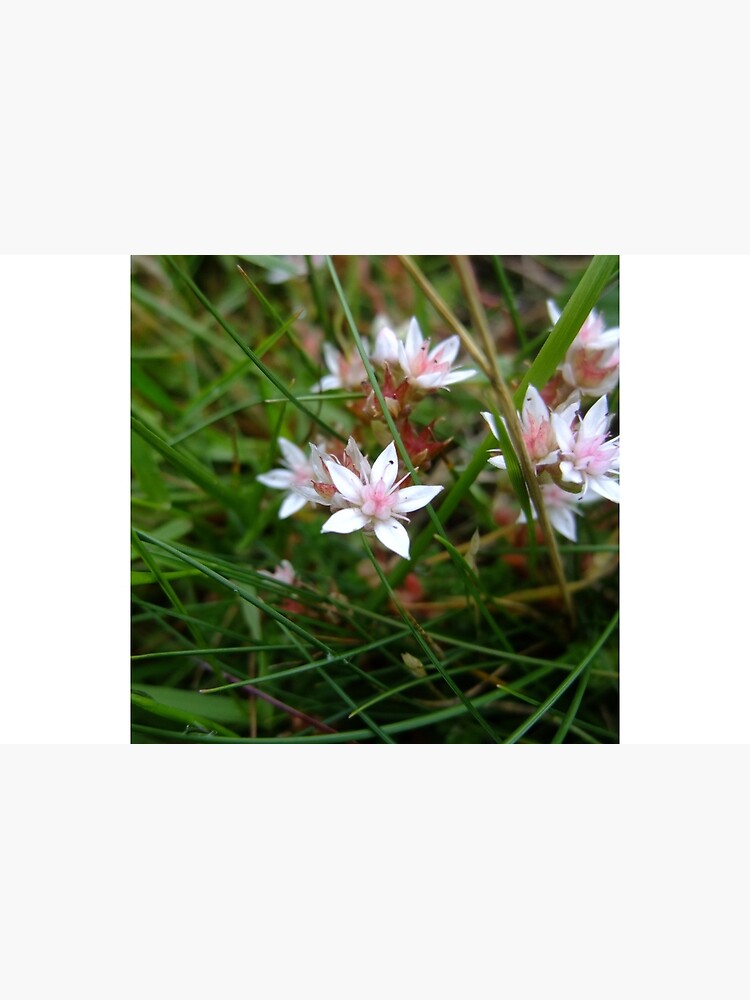 English stonecrop by IOMWildFlowers