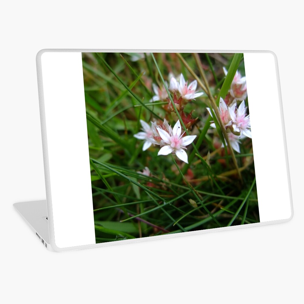 English stonecrop Laptop Skin