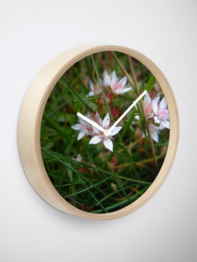 Alternate view of English stonecrop Clock