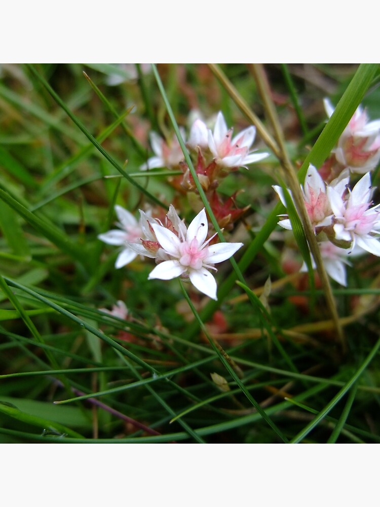 English stonecrop by IOMWildFlowers