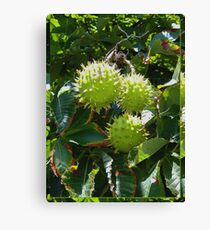 Chestnuts autumn // fall Canvas Print