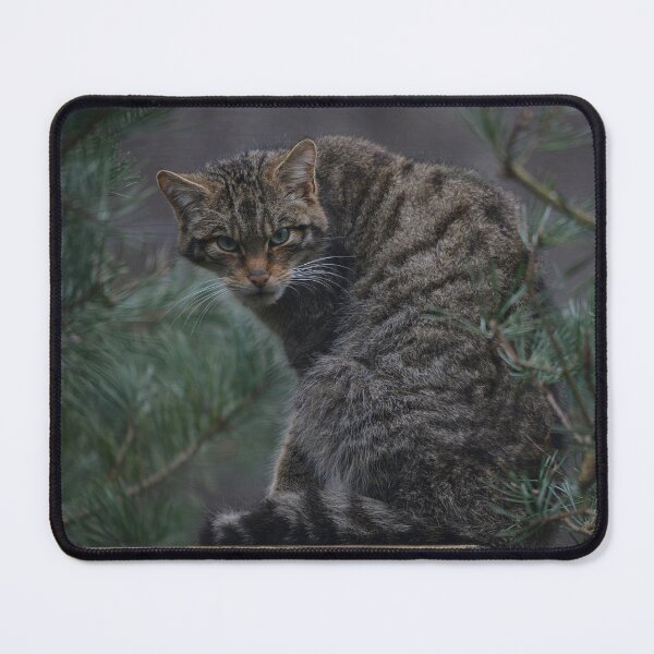 Item preview, Scottish Wildcat designed and sold by ClaireChown.