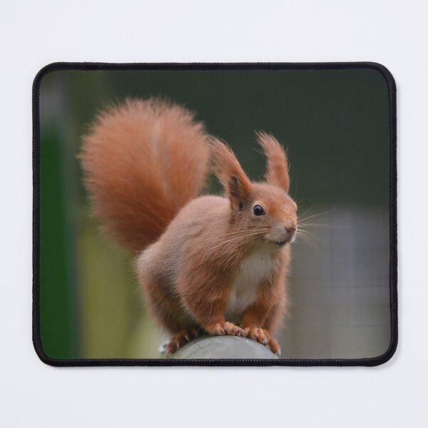 Item preview, Red Squirrel with Winter Ear Tufts designed and sold by ClaireChown.