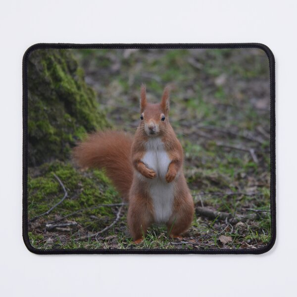 Item preview, Dancing Red Squirrel designed and sold by ClaireChown.