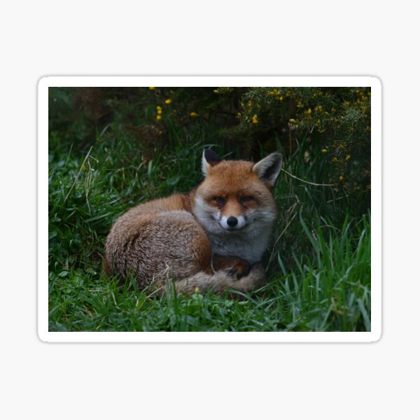 Item preview, Happiest Fox Ever! designed and sold by ClaireChown.