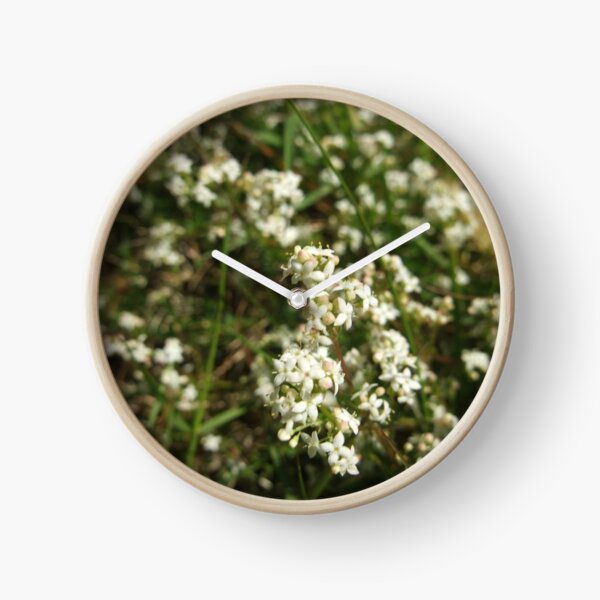 Heath bedstraw Clock