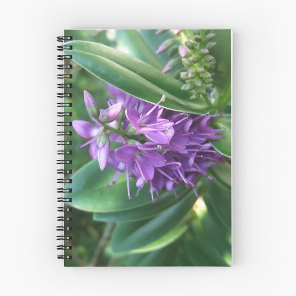 Item preview, Hebe designed and sold by IOMWildFlowers.