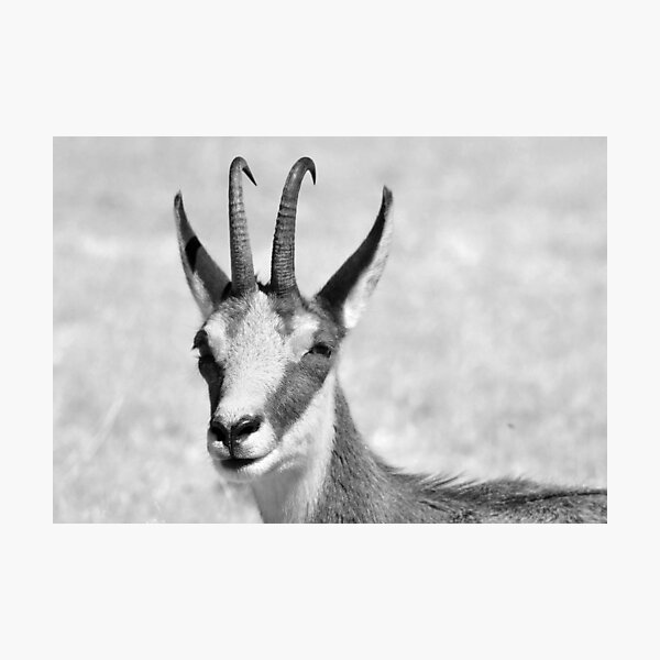Item preview, Chamois designed and sold by neil harrison.