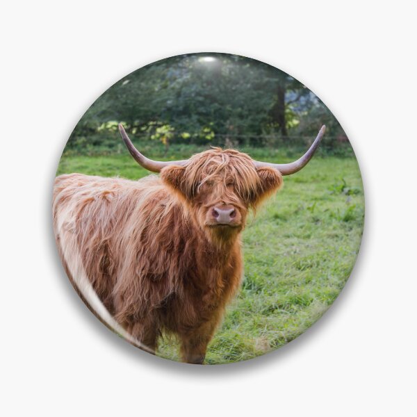 Item preview, Highland cattle on the meadow designed and sold by OE993.