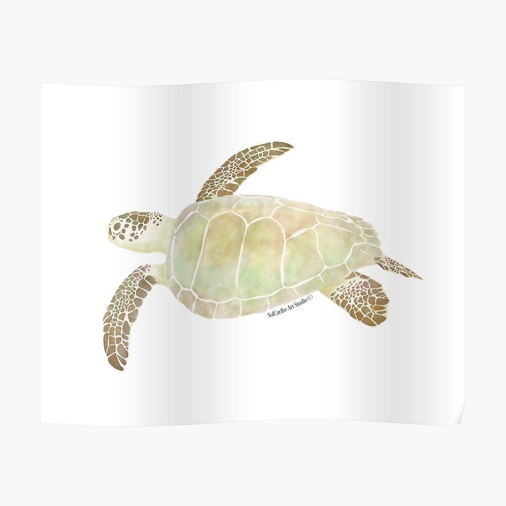 Tora Carey' Sea Turtle Design