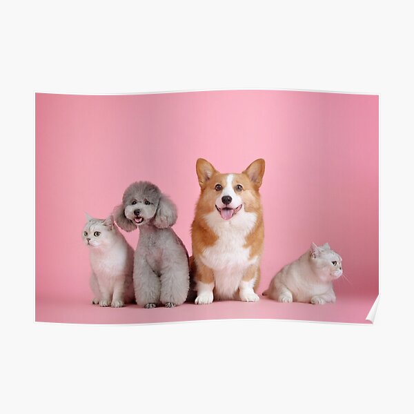 Cute Dog Wallpaper Posters for Sale | Redbubble