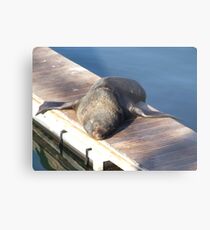 Soaking up the sun... Metal Print