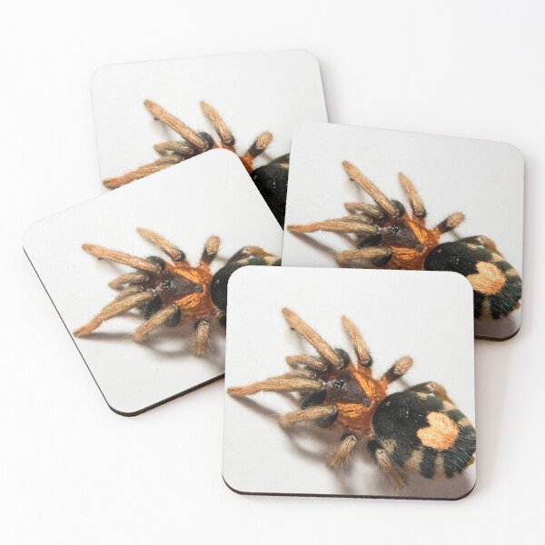 Item preview, Cyriocosmus Elegans Tarantula designed and sold by CyriocosmusE.