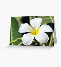 Aromatic Champa Greeting Card