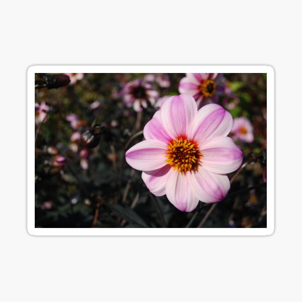 Petals Sticker