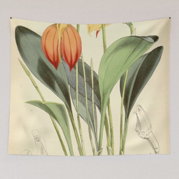 Item preview, Masdevallia ignea Curtis' 98 (Ser. 3 no. 28) pl. 5962 (1872) designed and sold by EsotericBotanic.