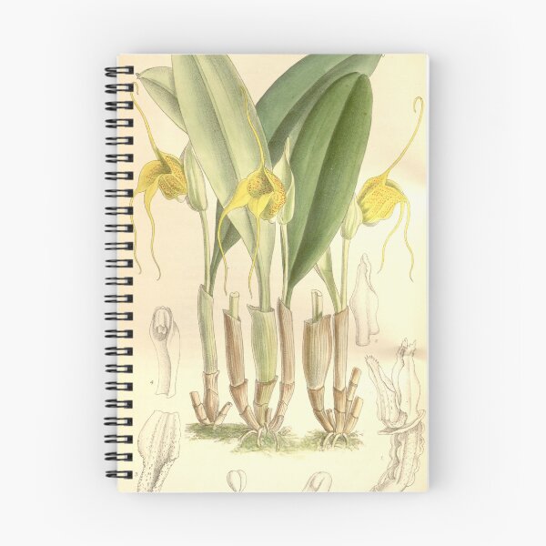 Item preview, Masdevallia corniculata (as Masdevallia corniculata var. inflata) Curtis' 122 (Ser. 3 no. 52) pl. 7476 (1896) designed and sold by EsotericBotanic.