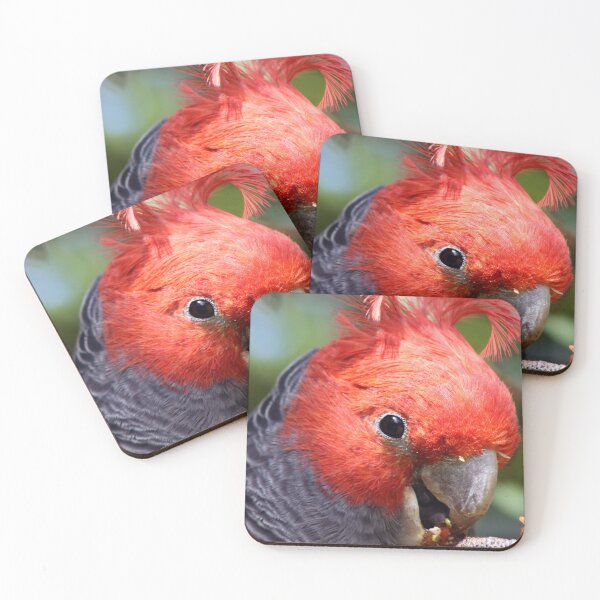 Item preview, Warburton Wildlife-Male Gang Gang designed and sold by WendyJC.