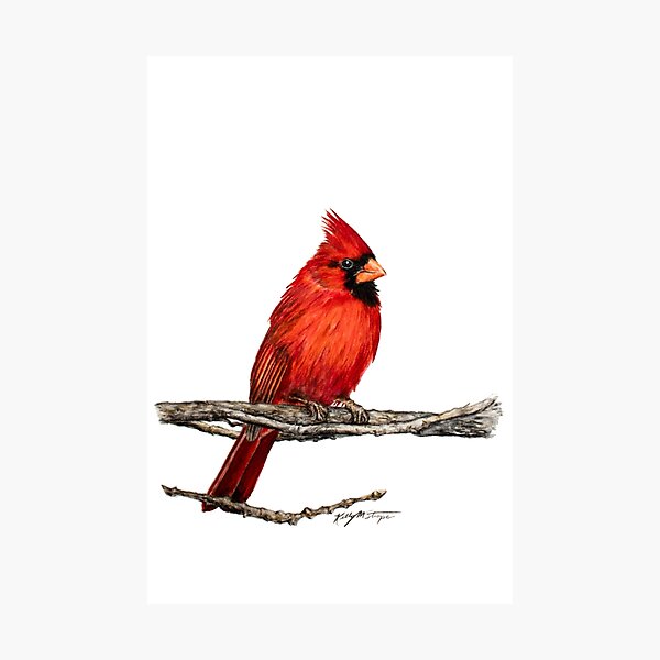 Item preview, Mâle Cardinal du Nord Faune Oiseau Art designed and sold by kmstrope.