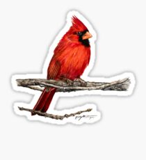 Male Northern Cardinal Wildlife Bird Art Sticker