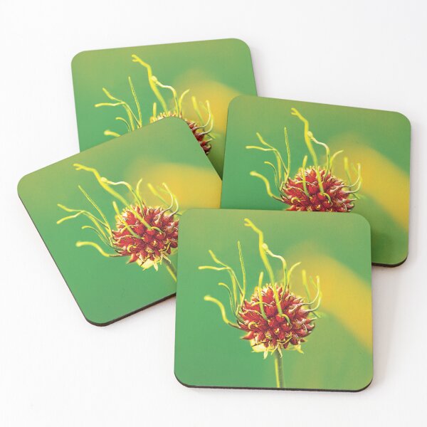 Item preview, ‘Wild Garlic’ - Allium vineale designed and sold by sleepingdogprod.