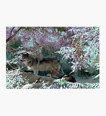 Pack Wolf Photographic Print