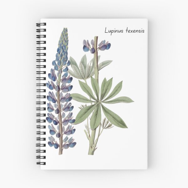 Item preview, Texas Bluebonnet Botanical Art designed and sold by MochaMeli.