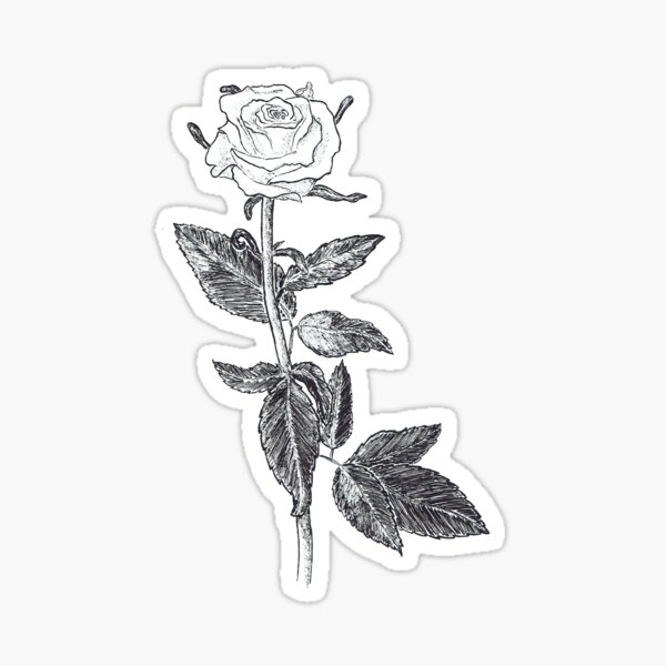 White Rose Sticker