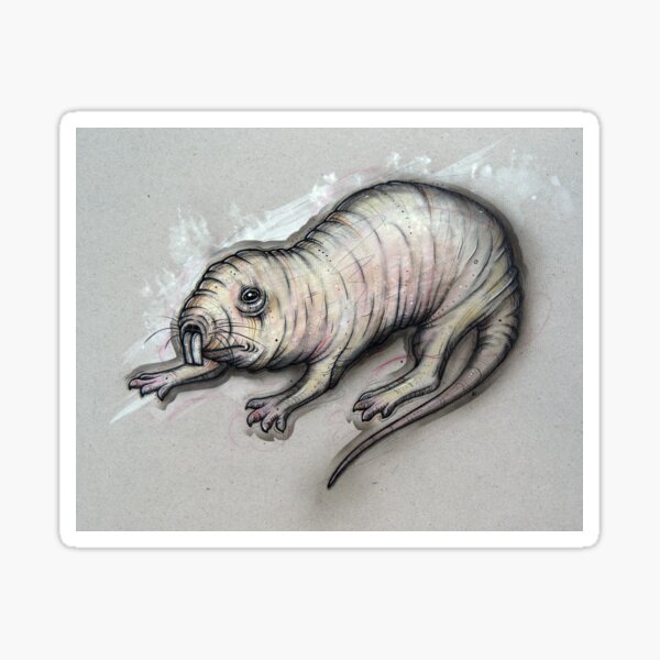 Item preview, Naked Molerat Study designed and sold by A Curious Bestiary.