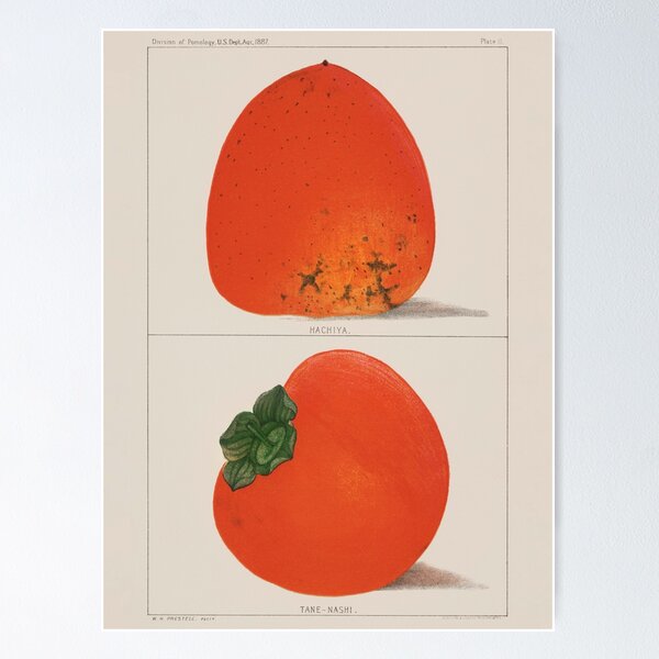 Item preview, Antique Ripe persimmon Print Kitchen Wall decor Hachita Poster Naturalist scientific biology Fruit art Orange Color Kitchen wall art Dining Simple Food Fruit Minimalist designed and sold by Papergrphc.