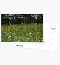 Tall Grass Postcards